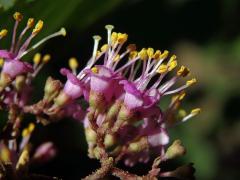Krásnoplodka japonská (Callicarpa japonica Thunb.)