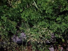 Žluťucha menší (Thalictrum minus L.)