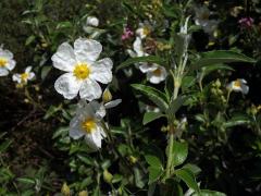 Cist vavřínolistý (Cistus laurifolius L.)