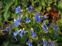 Dračík (Penstemon wilcoxii Rydb.)