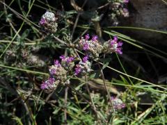 Ožanka (Teucrium capitatum subsp. majoricum Kopfiger Gamander)   