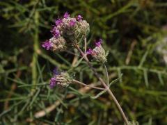 Ožanka (Teucrium capitatum subsp. majoricum Kopfiger Gamander)