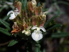 Ožanka chlumní (Teucrium montanum L.)