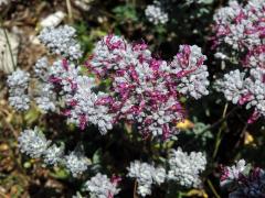 Ožanka (Teucrium capitatum L. subsp. capitatum)