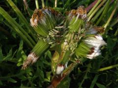 Smetánka lékařská (Taraxacum officinale L.) - fasciace stonku (7)