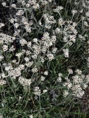 Smil (Helichrysum pandurifolium Schrank)