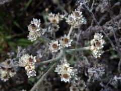 Smil (Helichrysum pandurifolium Schrank)