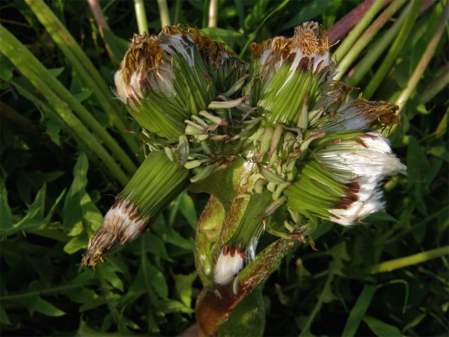Smetánka lékařská (Taraxacum officinale L.) - fasciace stonku (7)