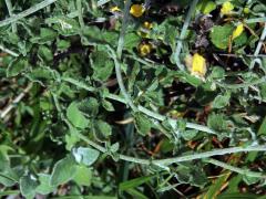 Smil (Helichrysum pandurifolium Schrank)