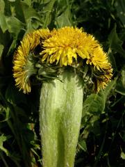 Smetánka lékařská (Taraxacum officinale L.) - fasciace stonku (4b)