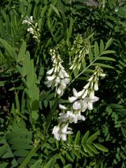 Jestřabina lékařská (Galega officinalis L.)