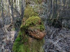 Tumor na olši lepkavé (Alnus glutinosa (L.) Gaertn.) (30)