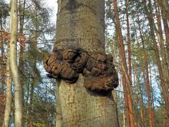 Topol osika (Populus tremula L.) s nádorem na kmeni (5b)