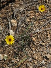 Reichardia tingitana (L.) Roth