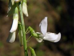 Jestřabina lékařská (Galega officinalis L.)