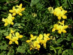 Štírovník růžkatý (Lotus corniculatus L.)