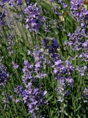 Levandule (Lavandula L.)