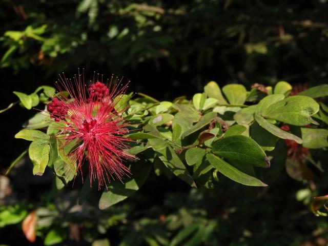 Calliandra tergemina (L.) Benth.