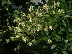 Jerlín (Sophora L.)