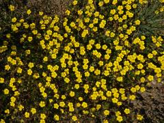 Mochna jarní (Potentilla tabernaemontani Aschers.)