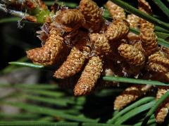 Borovice pinie (Pinus pinea L.)