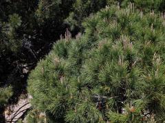 Borovice pinie (Pinus pinea L.)