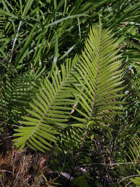 Cyclosorus unitus (L.) Ching