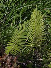 Cyclosorus unitus (L.) Ching