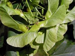 Javor mléč (Acer platanoides L.)