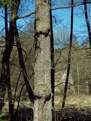 Tumor na olši lepkavé (Alnus glutinosa (L.) Gaertn.) (36f)