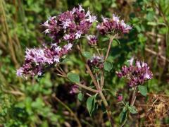 Dobromysl obecná (Origanum vulgare L.)