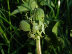 Smetánka lékařská (Taraxacum officinale L.) - fasciace stonku (32a)