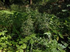 Lipnice hajní (Poa nemoralis L.)