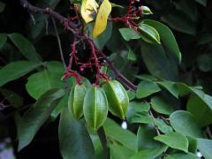 Karambola obecná (Averrhoa carambola L.)