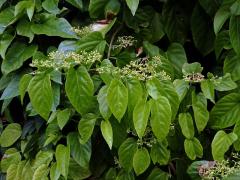 Cissus verticillata (L.) Nicolson & C. E. Jarvis