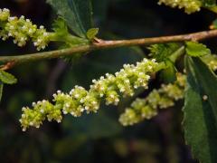 Palnice (Acalypha siamensis Oliv. ex Gage)