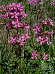 Smolnička obecná (Lychnis viscaria L.)