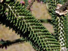 Jedle španělská (Abies pinsapo Boiss.)