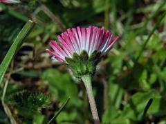 Sedmikráska obecná - chudobka (Bellis perennis L.) s trubkovitými květy