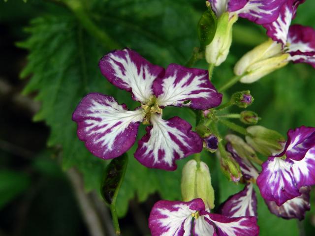 Večernice vonná (Hesperis matronalis L.) se skvrnitými květy