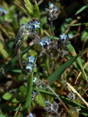 Pomněnka chlumní (Myosotis ramosissima Schult.)