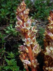 Záraza šupinatá (Orobanche artemisiae-campestris Gaudin)