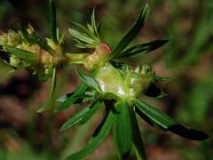 Hálky bejlomorky Geocrypta galii, svízel povázka (Galium mollugo L. s. str.)