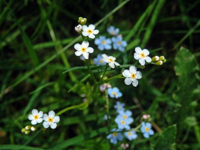 Pomněnka bahenní (Myosotis palustris (L.) L.) s květy bez barviva (6a)