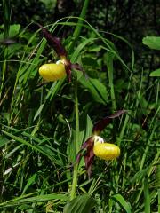 Střevíčník (Cypripedium L.)