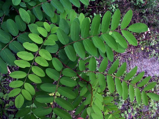 Trnovník akát (Robinia pseudoacacia L.)