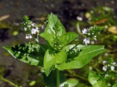 Rozrazil drchničkovitý (Veronica anagallis aquatica L.)   