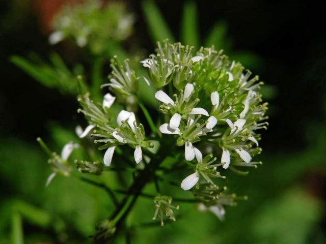 Řeřišnice nedůtklivá (Cardamine impatiens L.)