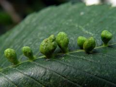 Hálky vlnovníka Eriophyes ulmi, jilm americký