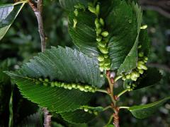 Hálky vlnovníka Eriophyes ulmi, jilm americký